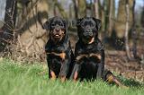 ROTTWEILER 501